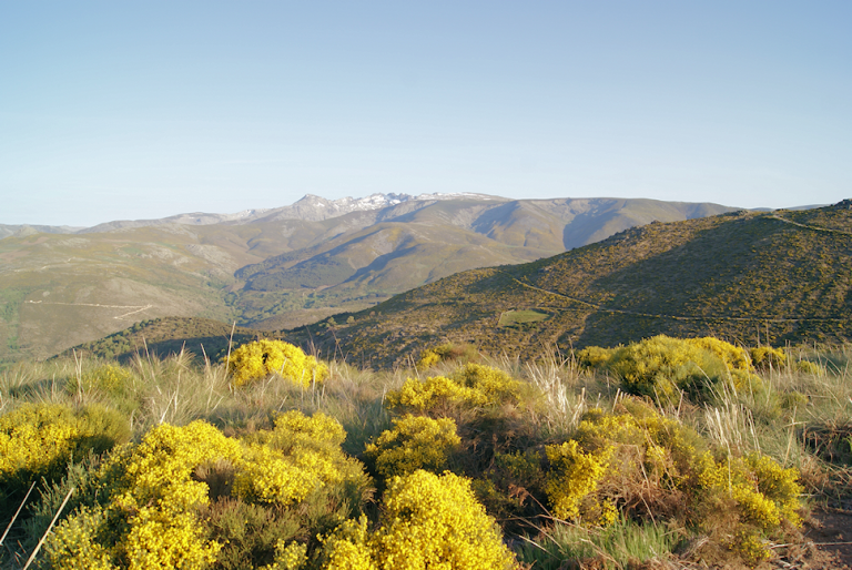 Piorno en Flor en Gredos Horcajo de la Ribera
